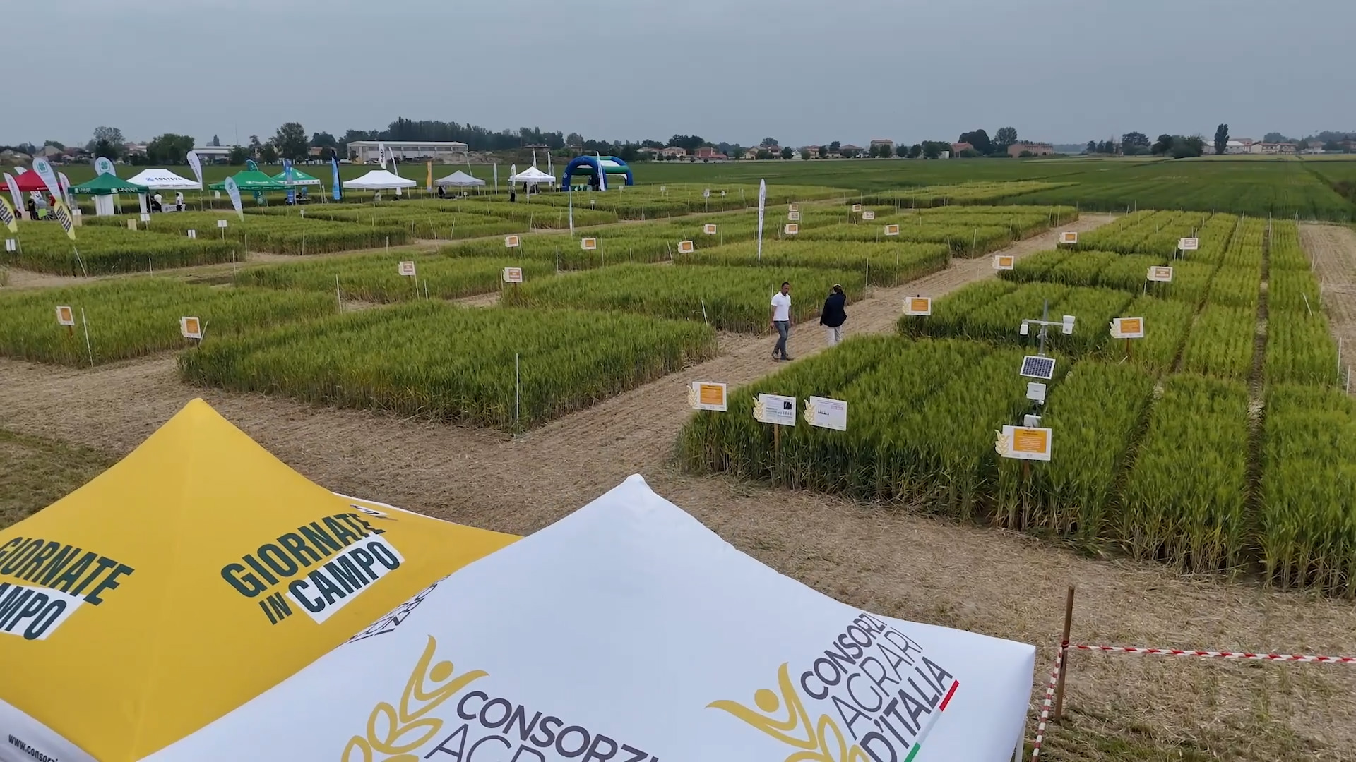 Grano duro, CAI: "Aumenta la qualità ma produzione in calo fino a -10%"