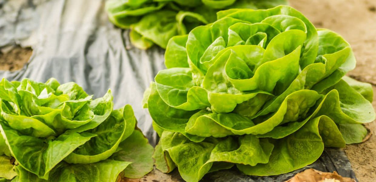 Microplastiche, sono di più nei terreni agricoli che negli oceani