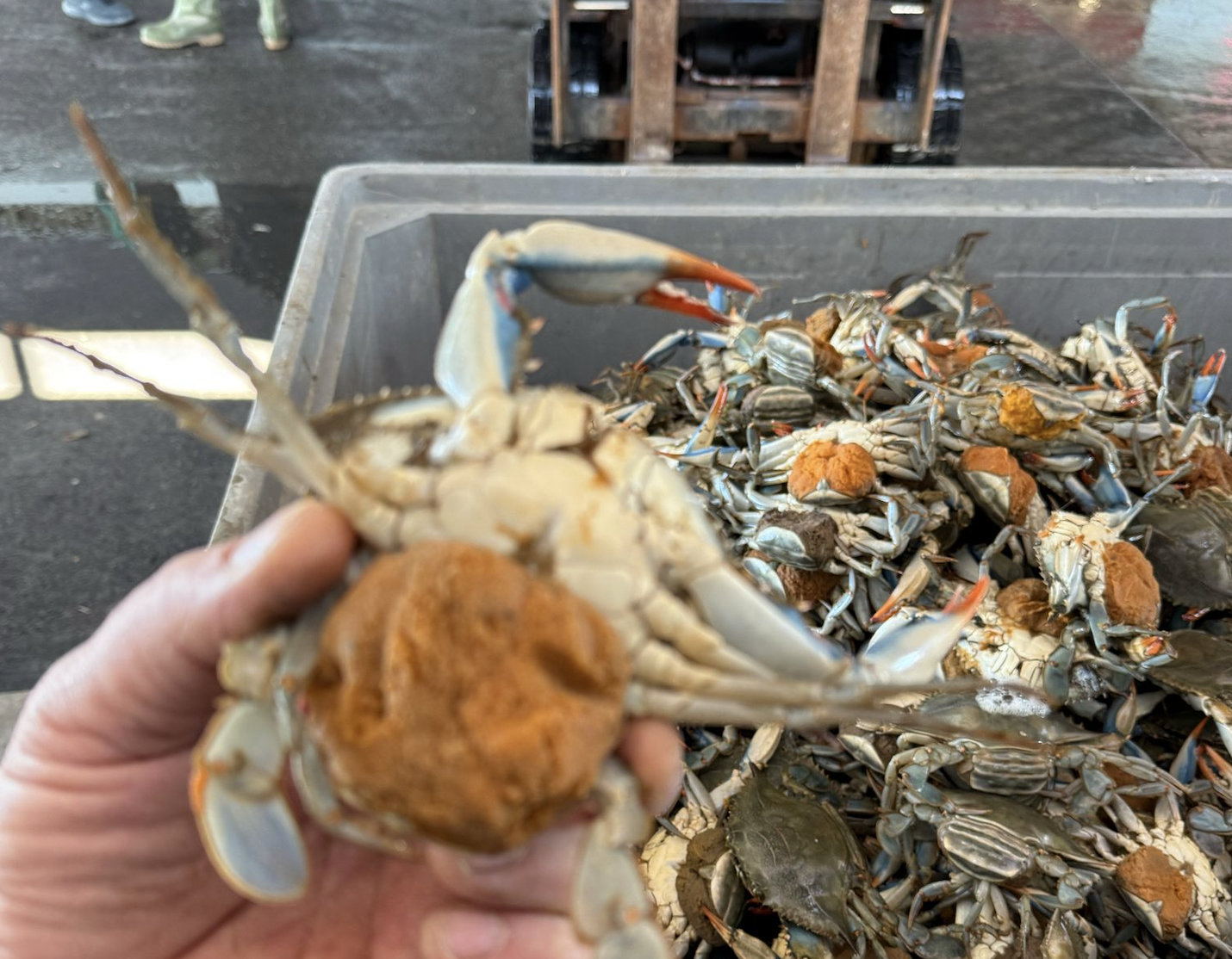 Granchio blu, al via il Piano governativo di contenimento della specie