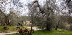 Turismo slow, ‘Passeggiate & Buon gusto’ per conoscere gli oliveti di Amelia (Tr), oliveti