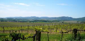 Umbria, arriva il weekend di ‘Cantine Aperte’ con tante esperienze in tutta la regione, vigneti 2