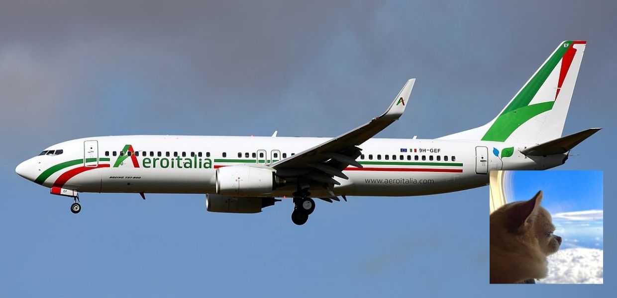 Animali a bordo degli aerei, Aeroitalia: "Scelta di civiltà"