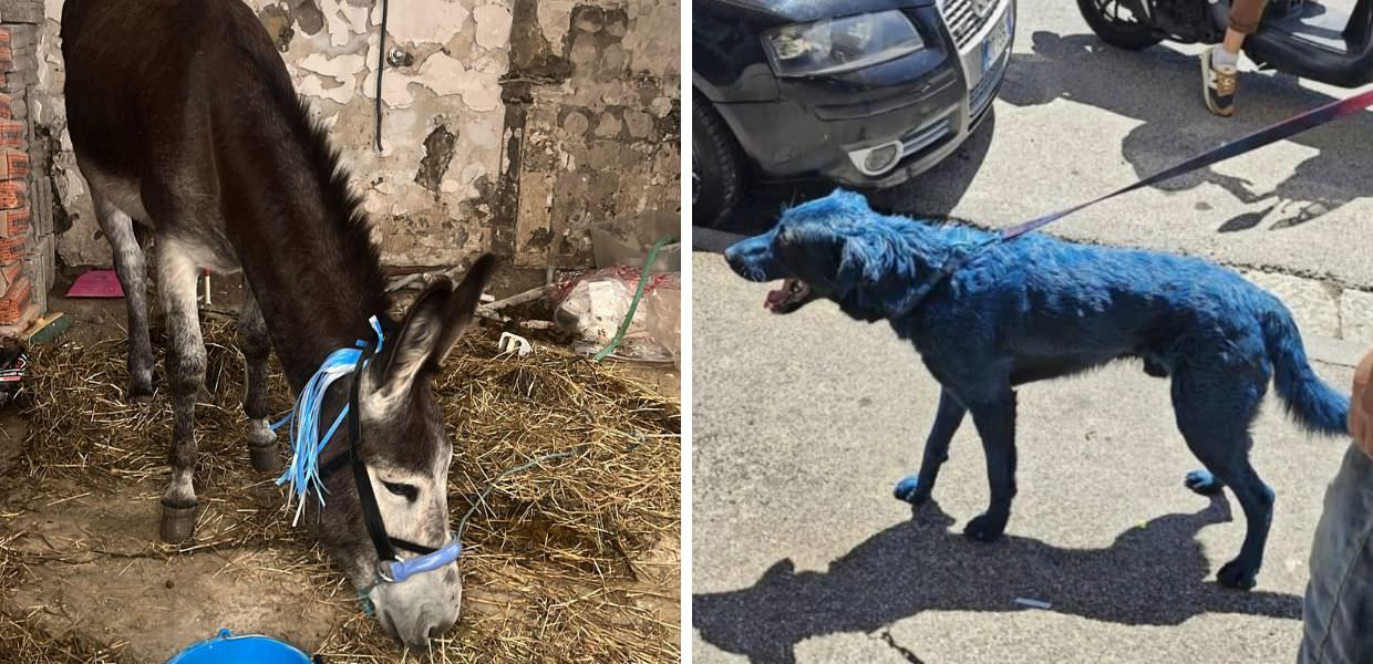 Napoli, animali sfruttati per la vittoria dello scudetto: questo non è sport