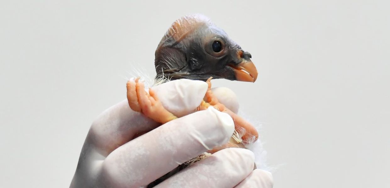 Bioparco di Roma, nato rarissimo avvoltoio papa | VIDEO