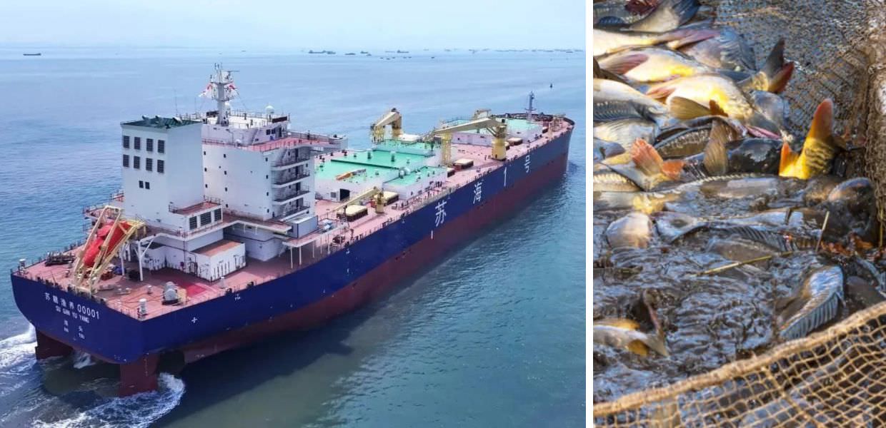 Una nave per l'allevamento intensivo di salmoni in mare: ecco l'ultimo piano della Cina