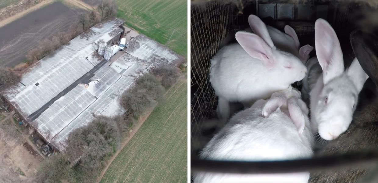 Como, chiude allevamento intensivo di conigli | VIDEO