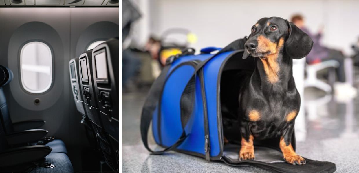 Aerei, via libera di ENAC a cani e gatti in cabina. Ecco le novità