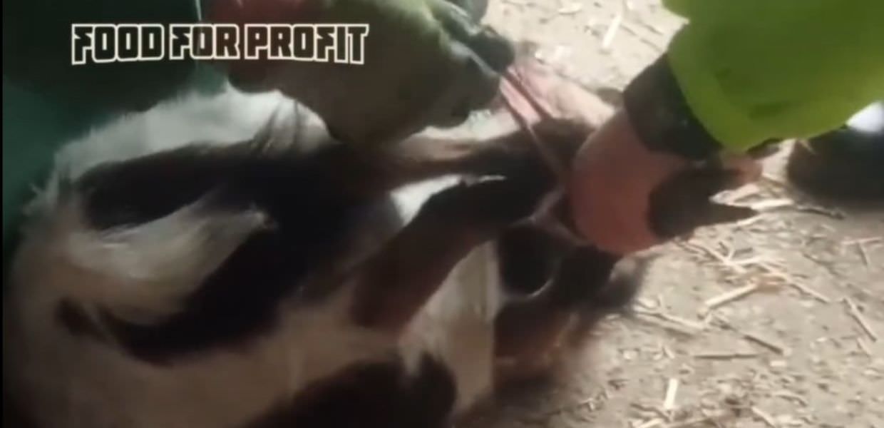 Food for Profit, ecco l'inchiesta negli allevamenti del Veneto