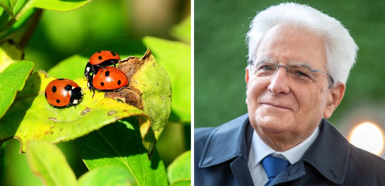 Giornata mondiale della biodiversità, Mattarella: "Ripensare rapporto tra umanità e natura"