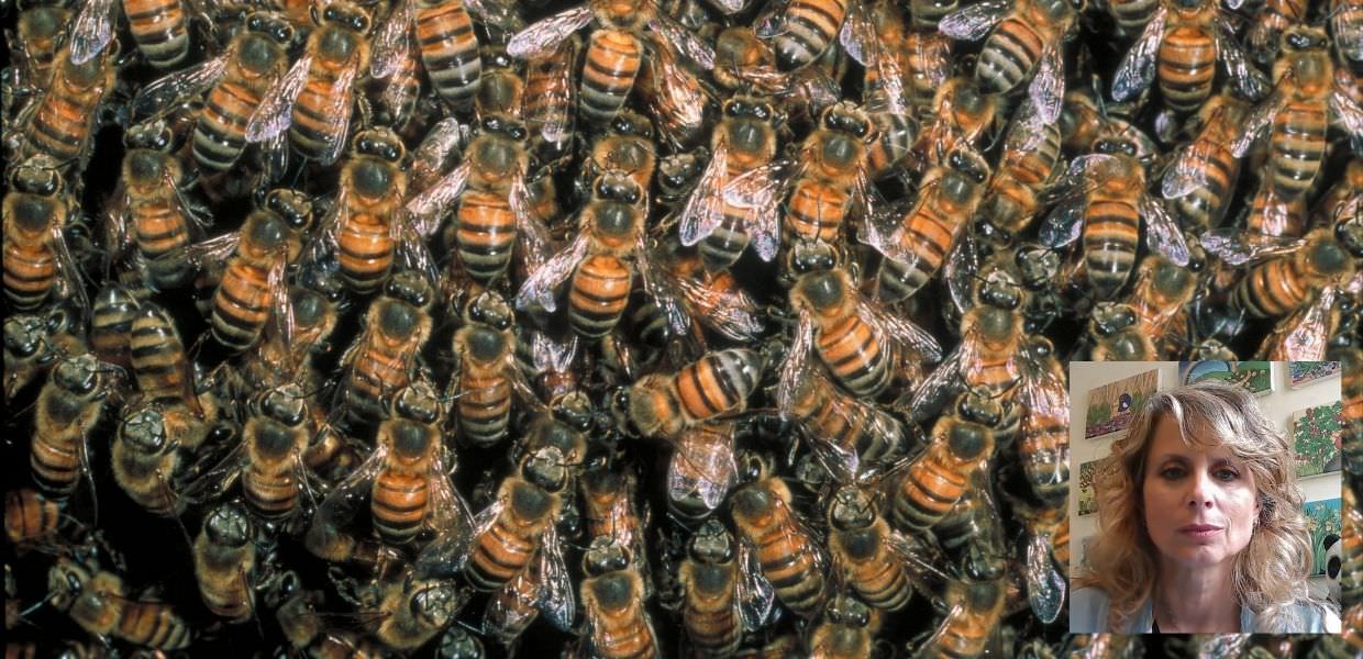 Giornata mondiale delle api, ecco perché tutelarle