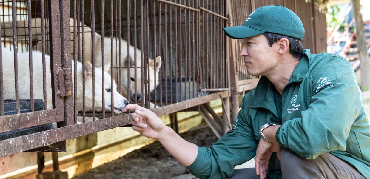 Corea del Sud, salvati 67 cani dall'industria della carne