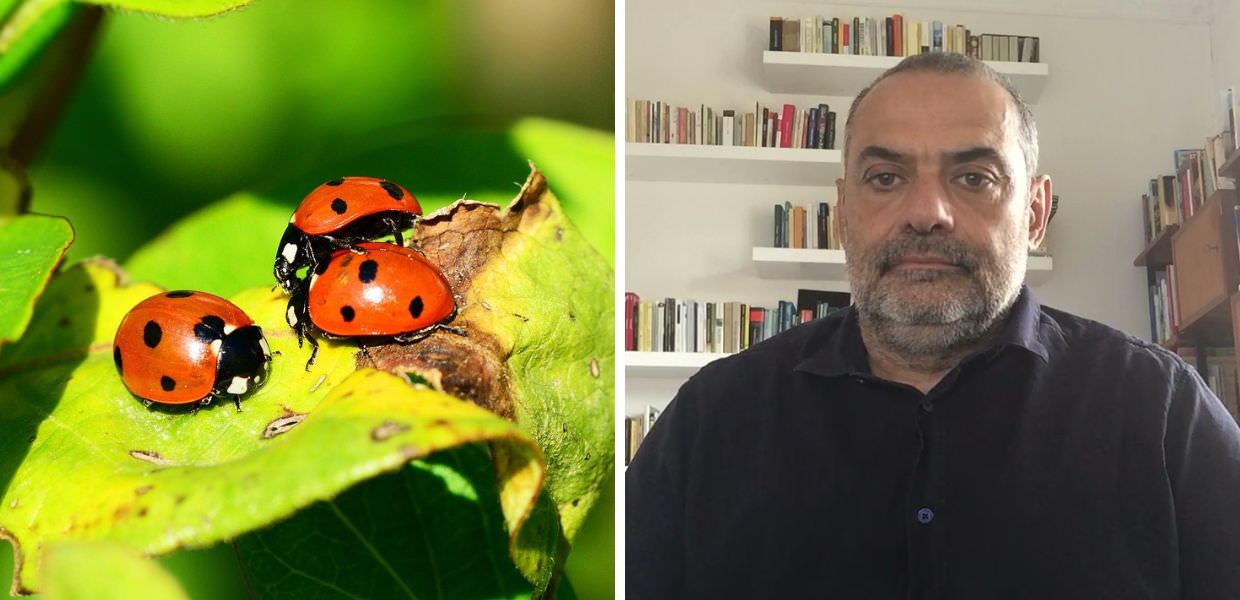 Alla scoperta degli insetti con Gianumberto Accinelli. Il Magazine