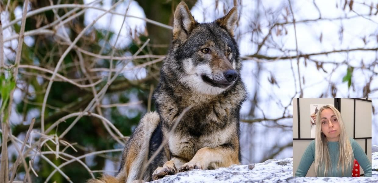 Lupo meno protetto, arriva l'ok del Parlamento Europeo. Gli animalisti: "Un fallimento"