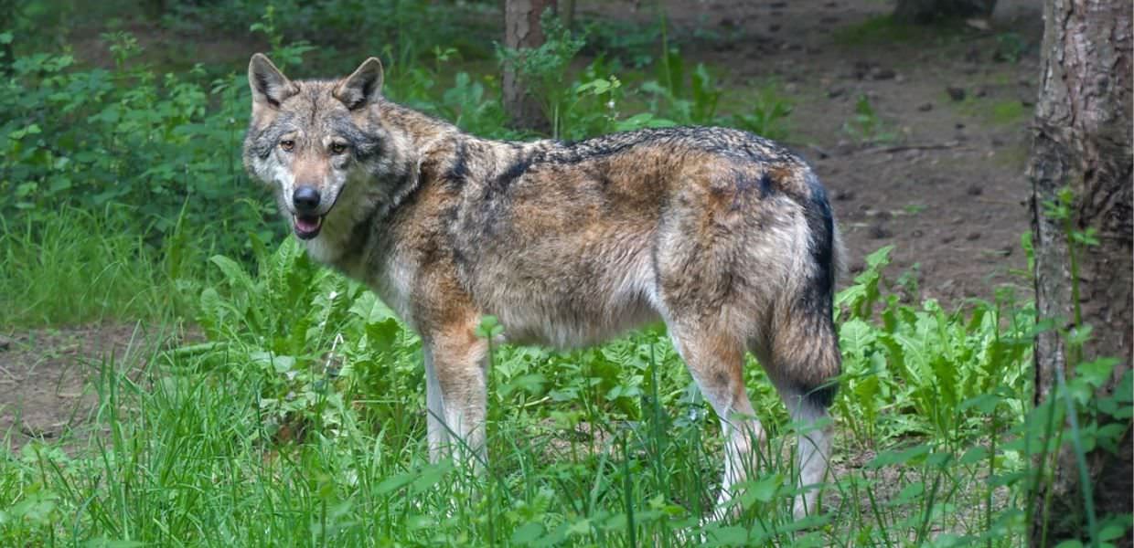 Lupo meno protetto, arriva anche il via libera dell'Italia