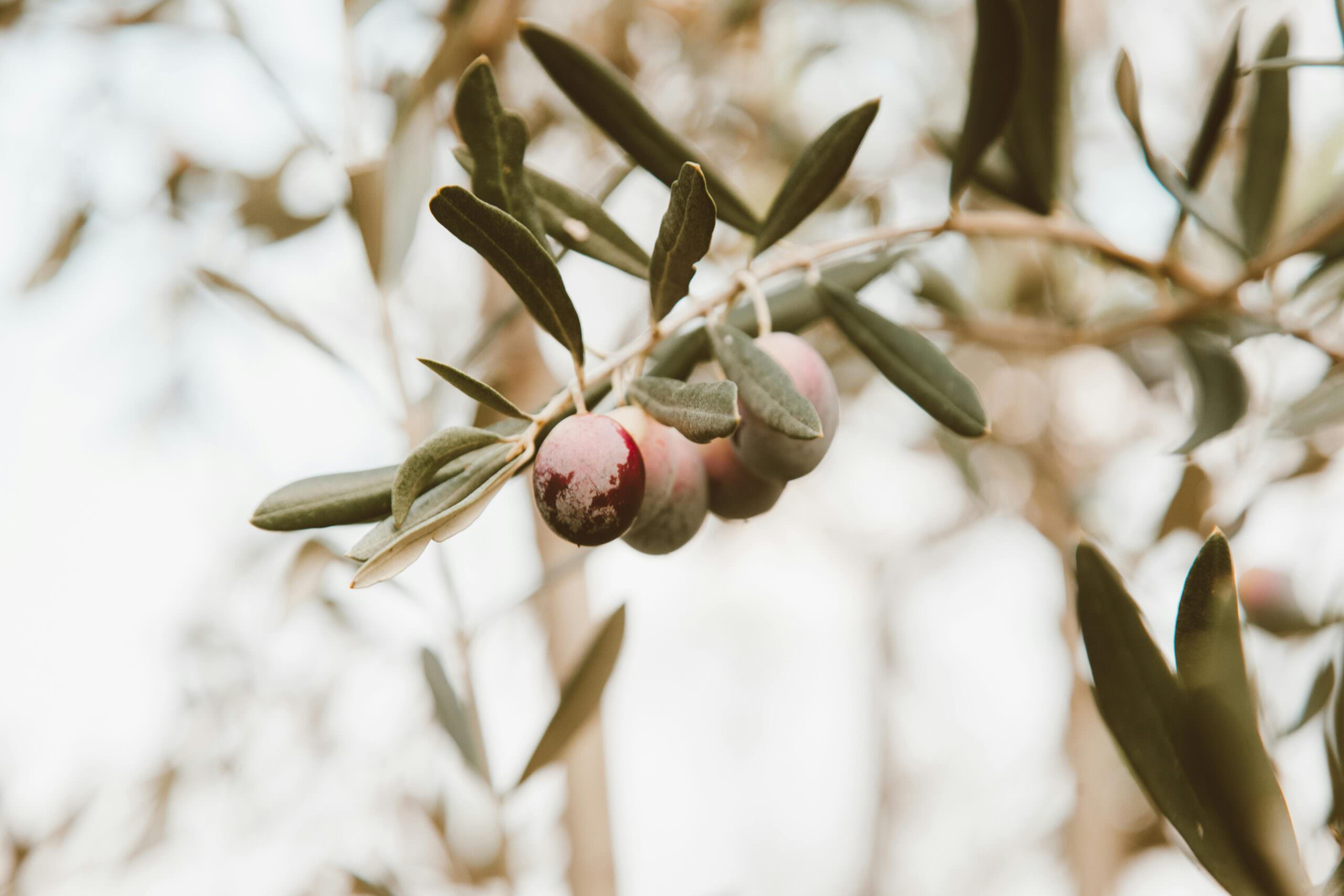 Sopravvissuti alla Xylella, in Puglia gli ulivi riprendono a produrre olive