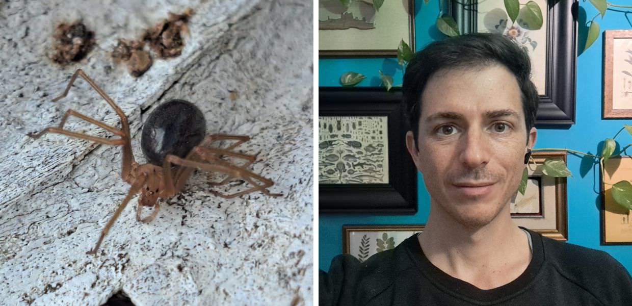 Animali, il ragno violino è davvero pericoloso?