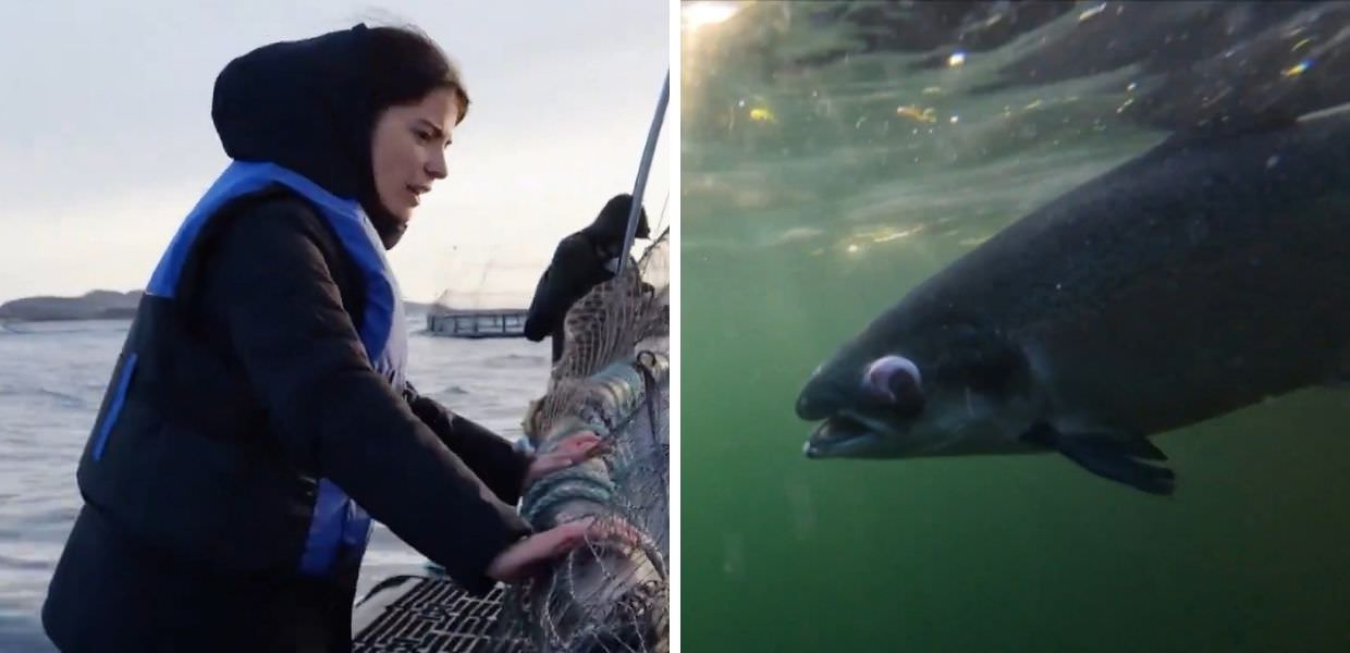 Report, ecco come vivono i salmoni negli allevamenti | VIDEO