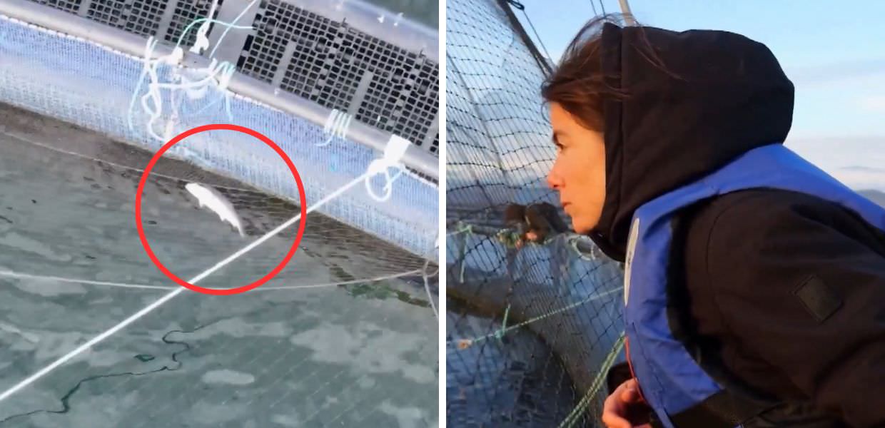 Report, al via l'indagine sugli allevamenti intensivi di salmoni