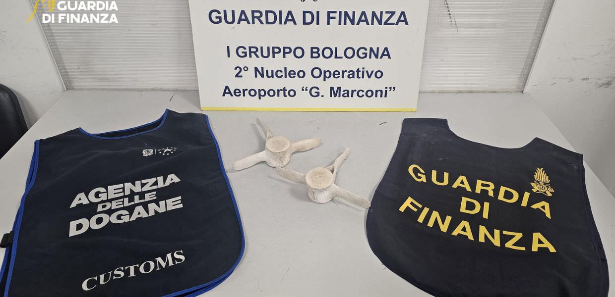 vertebre delfino multato