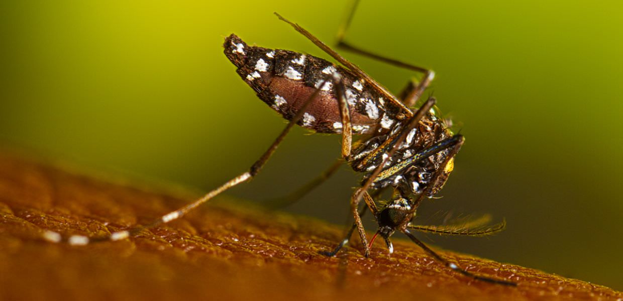 zanzare allarme