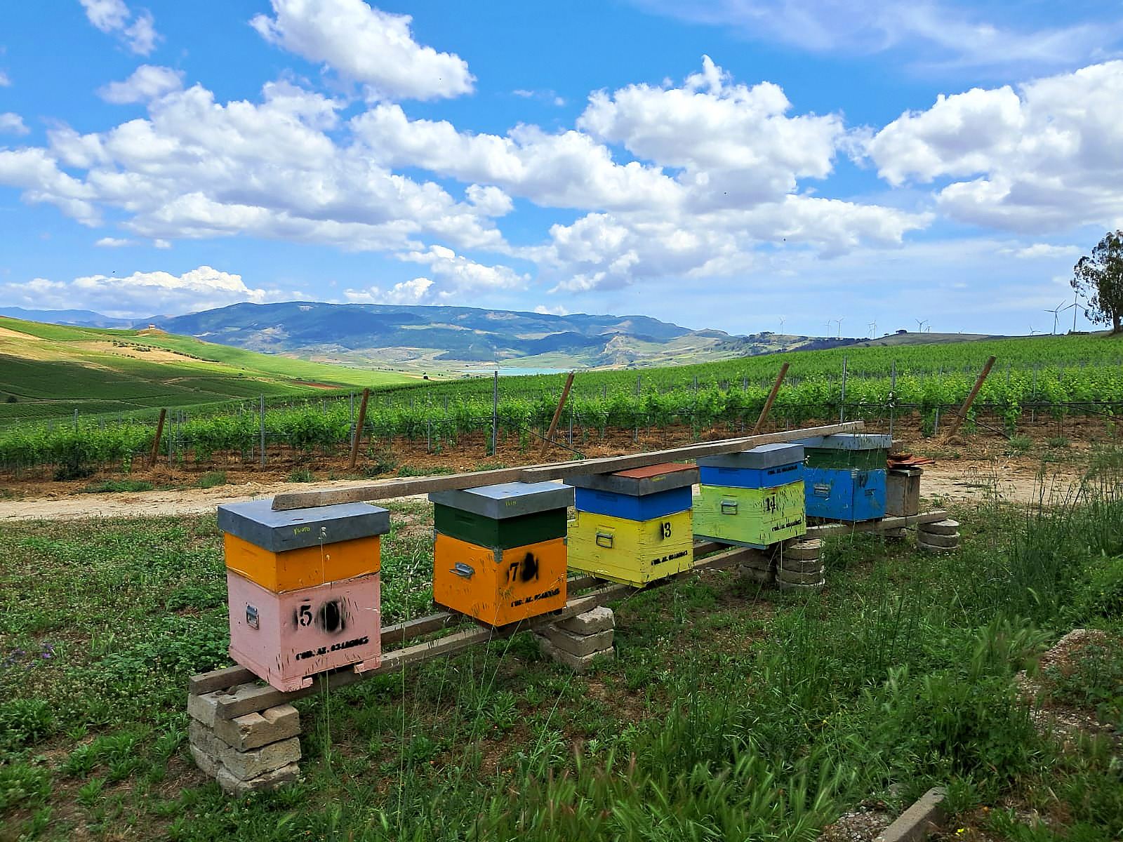 "HoneyBees & Vineyard", api sicule reintrodotte nei vigneti siciliani