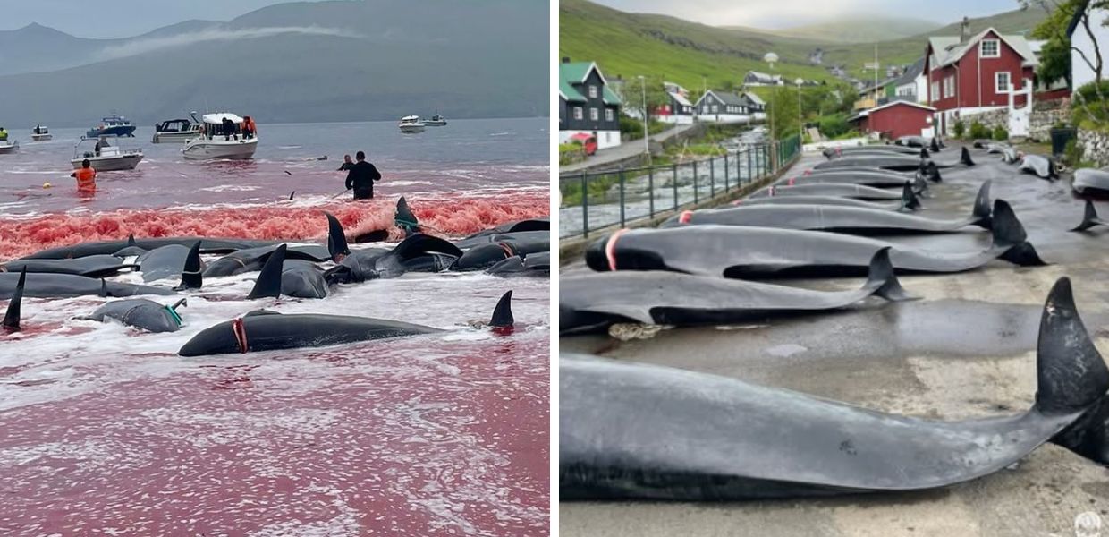 Isole Faroe, Sea Sheperd denuncia la caccia alle balene Non è tradizione. Non restate in silenzio