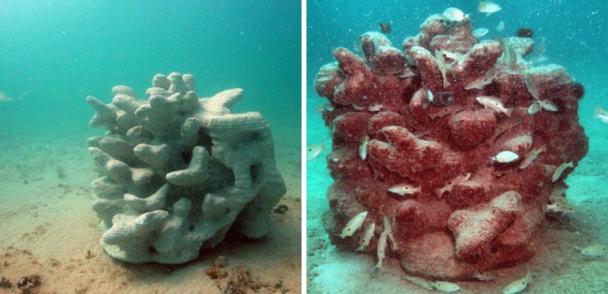 Tutela della biodiversità, dagli algoritmi digitali nascono case per i pesci