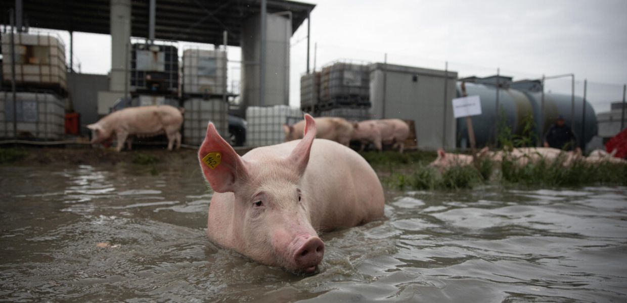 Allevamenti intensivi e crisi climatica: in sei anni morti 15 milioni di animali