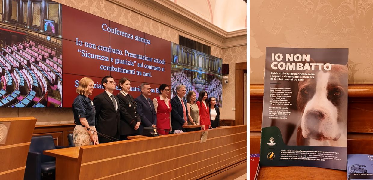 cani combattimenti io non combatto