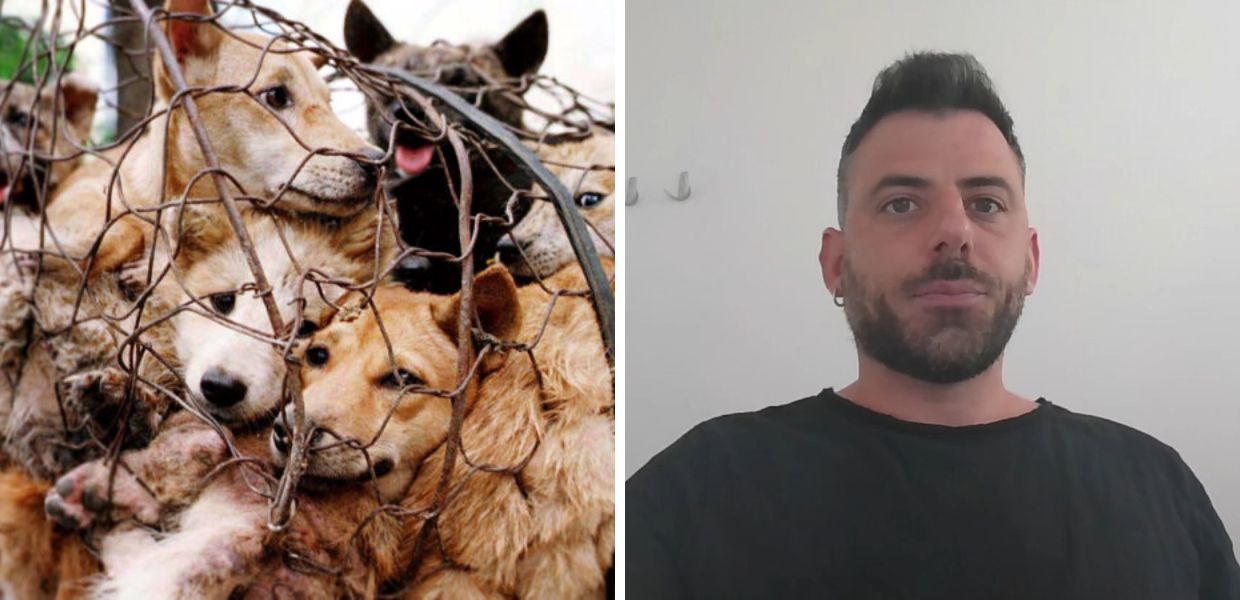 Festival di Yulin, Davide Acito: "Così salvo i cani dal massacro"