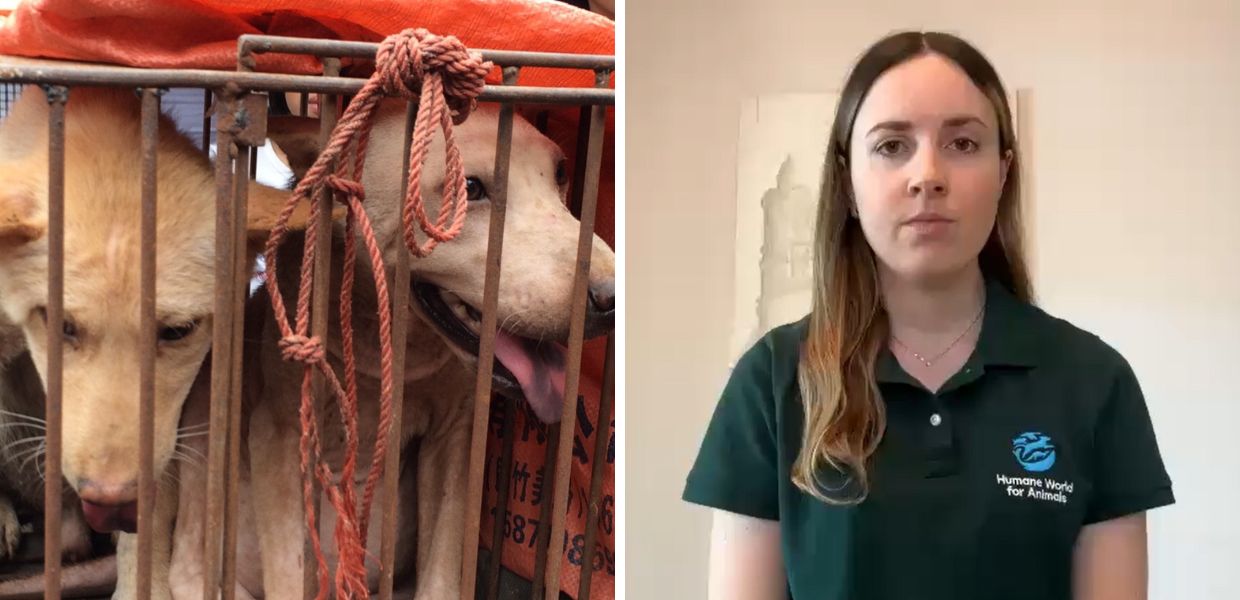 Festival di Yulin, arriva la petizione per fermarlo. Ecco dove firmare