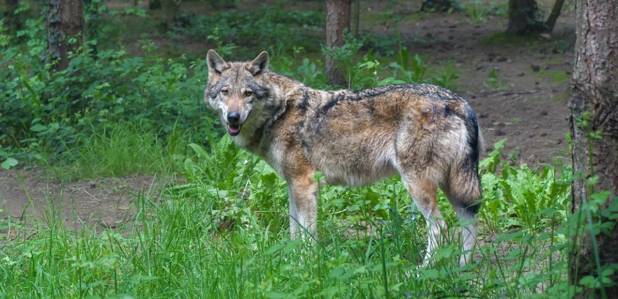 Arriva l'ok definitivo del Consiglio UE: il lupo è meno protetto