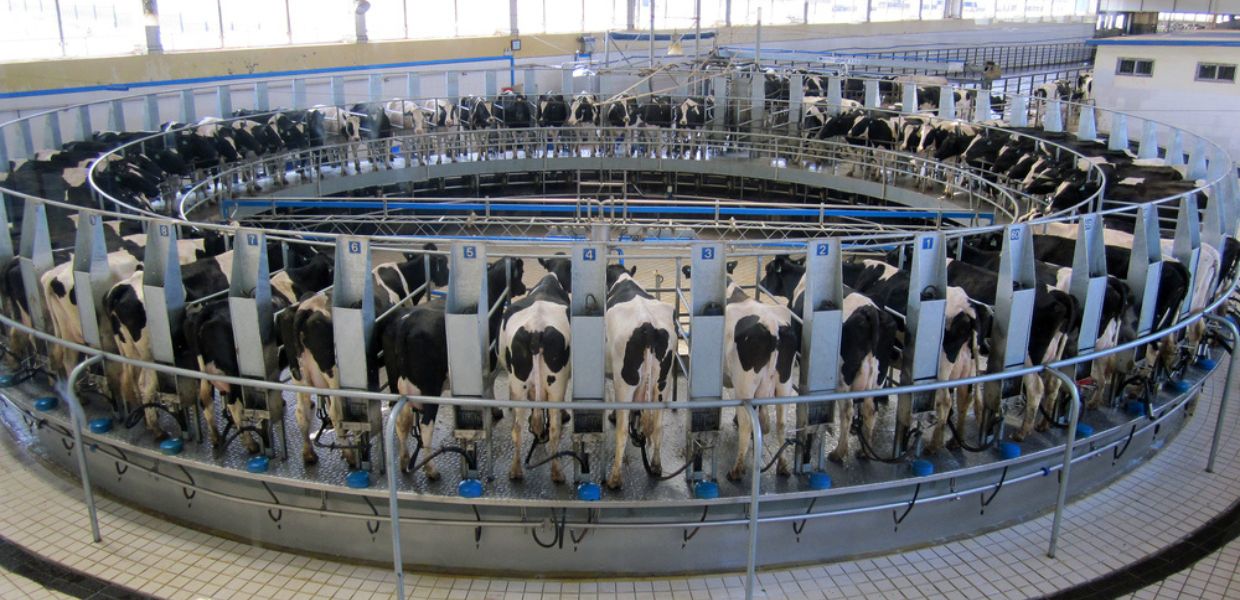 Mucche picchiate, incatenate e torturate: ecco l'orrore dietro l'industria del latte