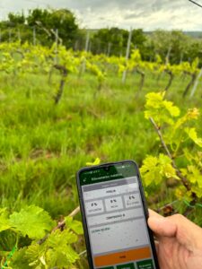 Umbria, campagna viticola, clima favorevole e vigneti in buono stato, Smart Meteo