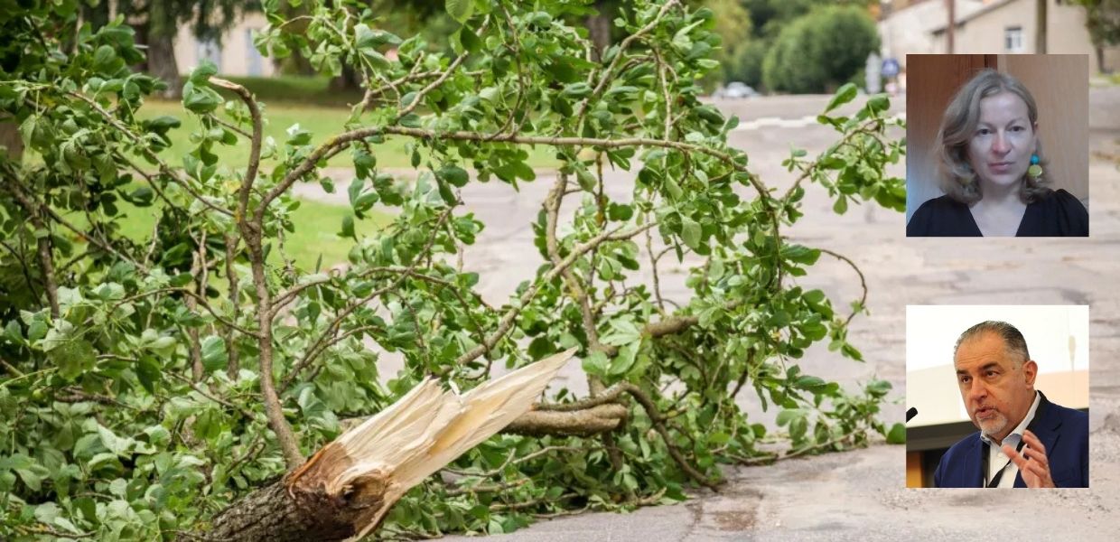 Alberi che cadono all'improvviso: ecco il fenomeno "Sudden Branch Drop"