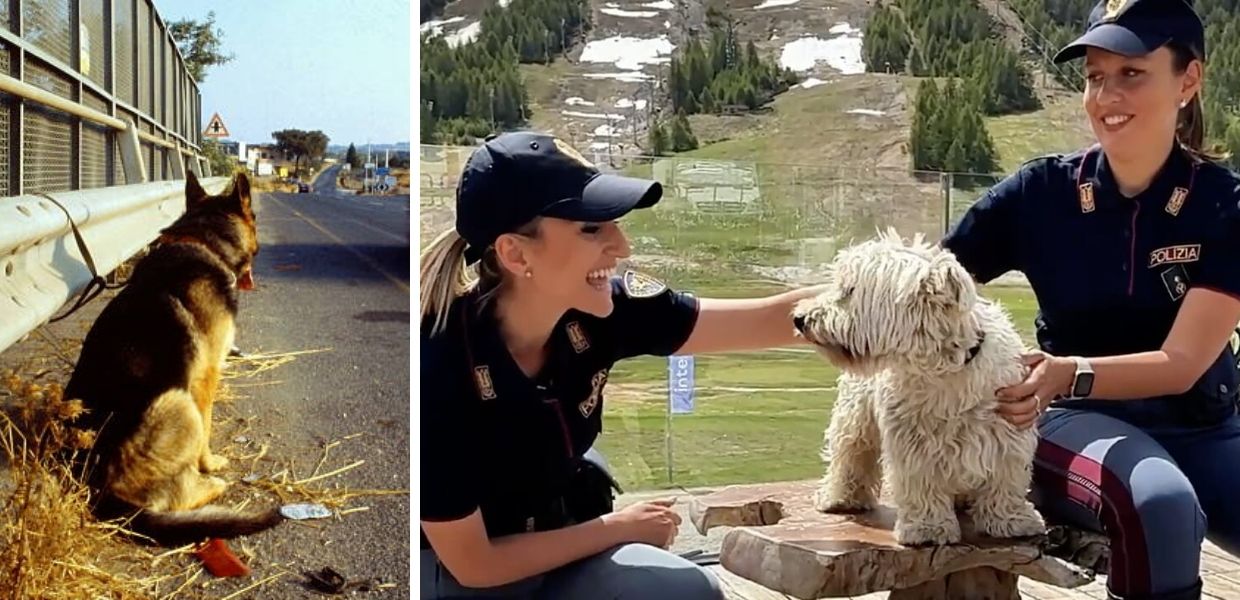 Animali ed estate, campagne e spot contro l'abbandono di cani e gatti