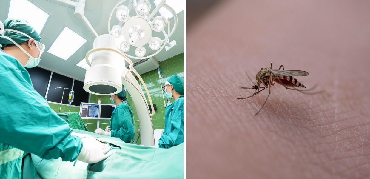 Oltre 700.000 persone morte ogni anno: la zanzara è l'animale più pericoloso del mondo