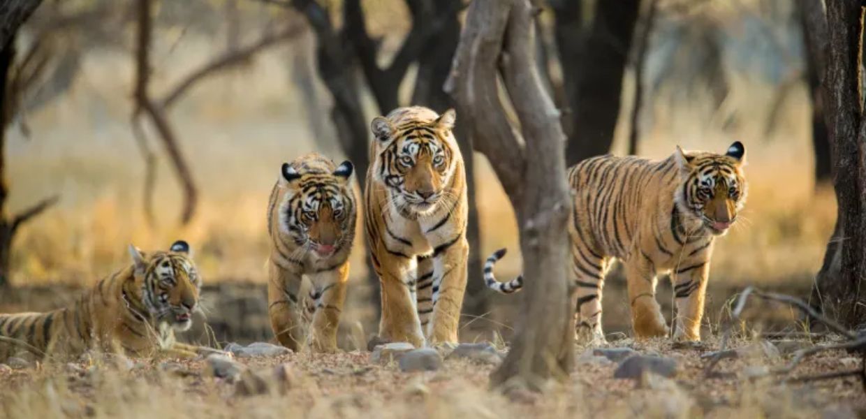 Giornata mondiale della tigre, habitat ridotto del 92% ma popolazione in crescita