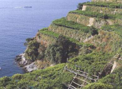 I terrazzamenti di Amalfi diventano patrimonio FAO. 3 i siti "premiati"nel mondo