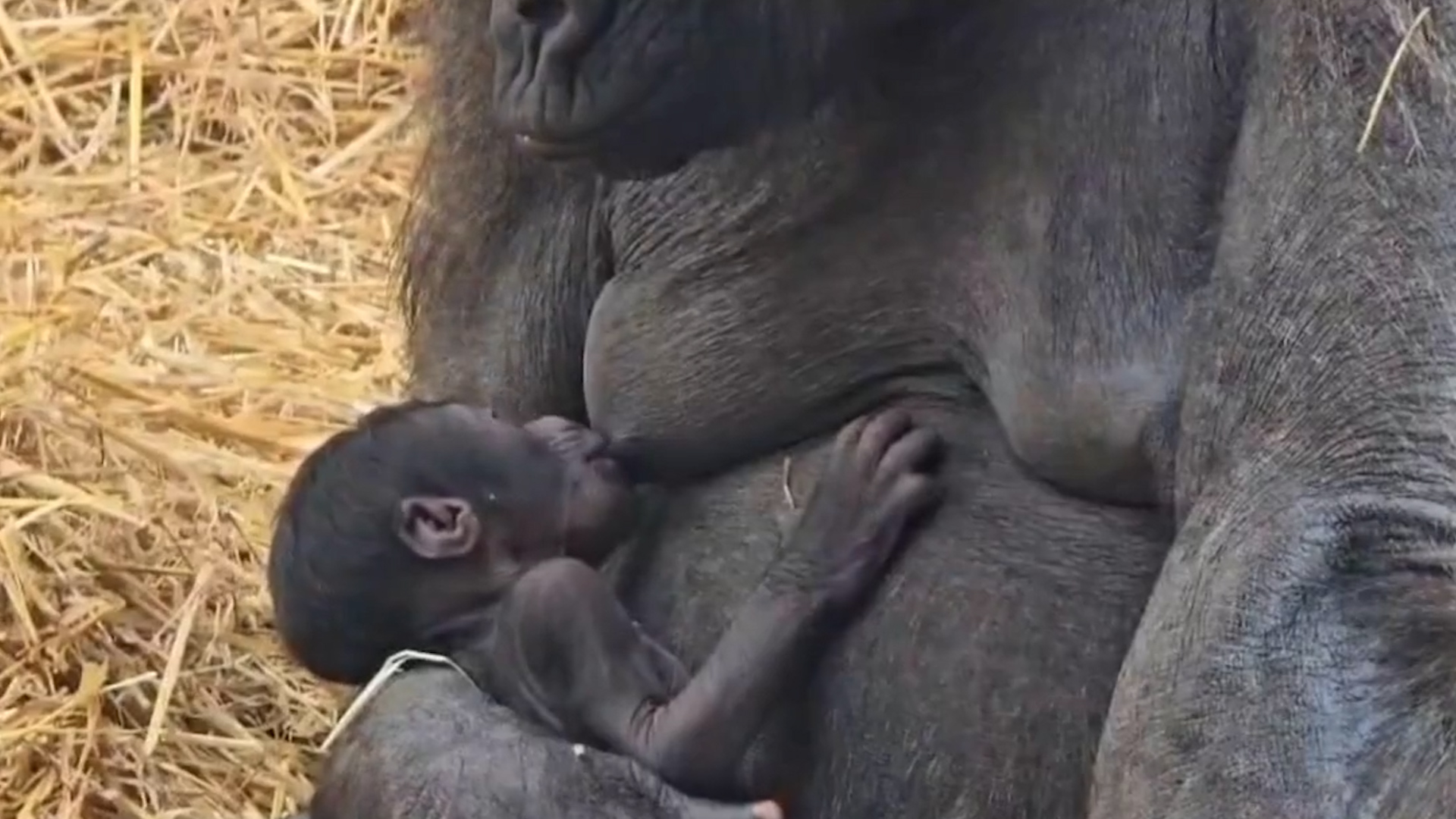 Gorilla, a Fasano nasce il primo cucciolo dopo 50 anni