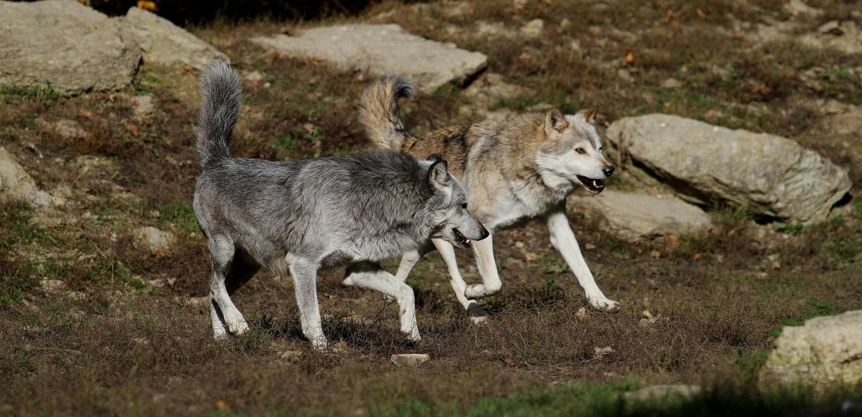 "Troppe predazioni", ok all'abbattimento di due lupi nella Provincia Autonoma di Bolzano