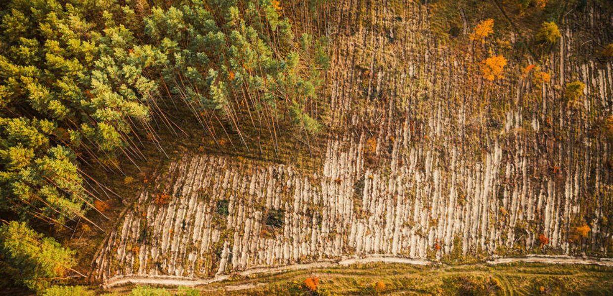 deforestazione morti caldo