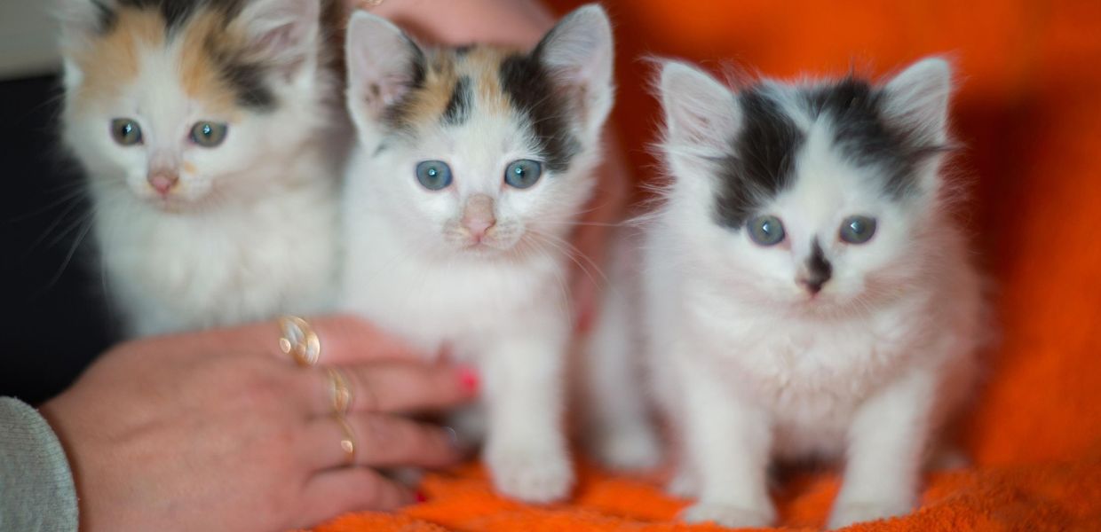 Gatti annegati, squartati e uccisi online: l'inchiesta choc della BBC