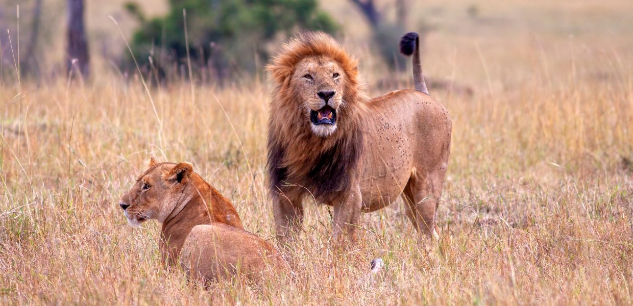 Giornata mondiale del leone, in 25 anni perso il 50% della popolazione