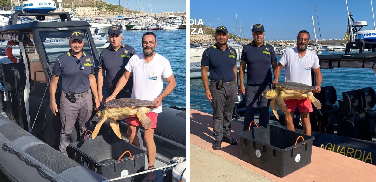tartaruga marina guardia di finanza puglia