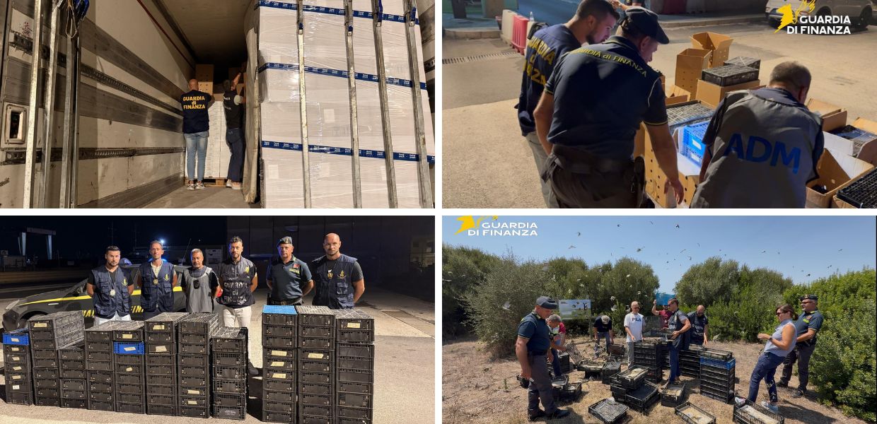 uccelli traffico illegale