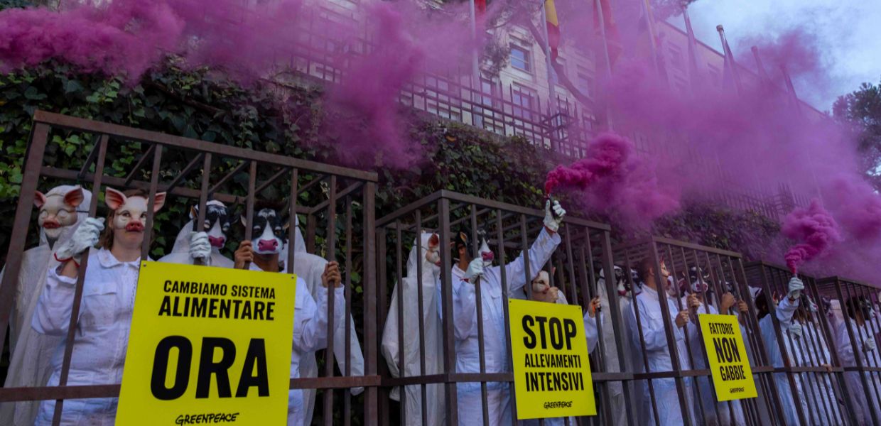 FAO, ambientalisti in gabbia contro gli allevamenti intensivi