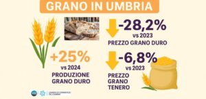 Grano, in Umbria produzione in crescita, ma prezzi in discesa, infografica grano in Umbria