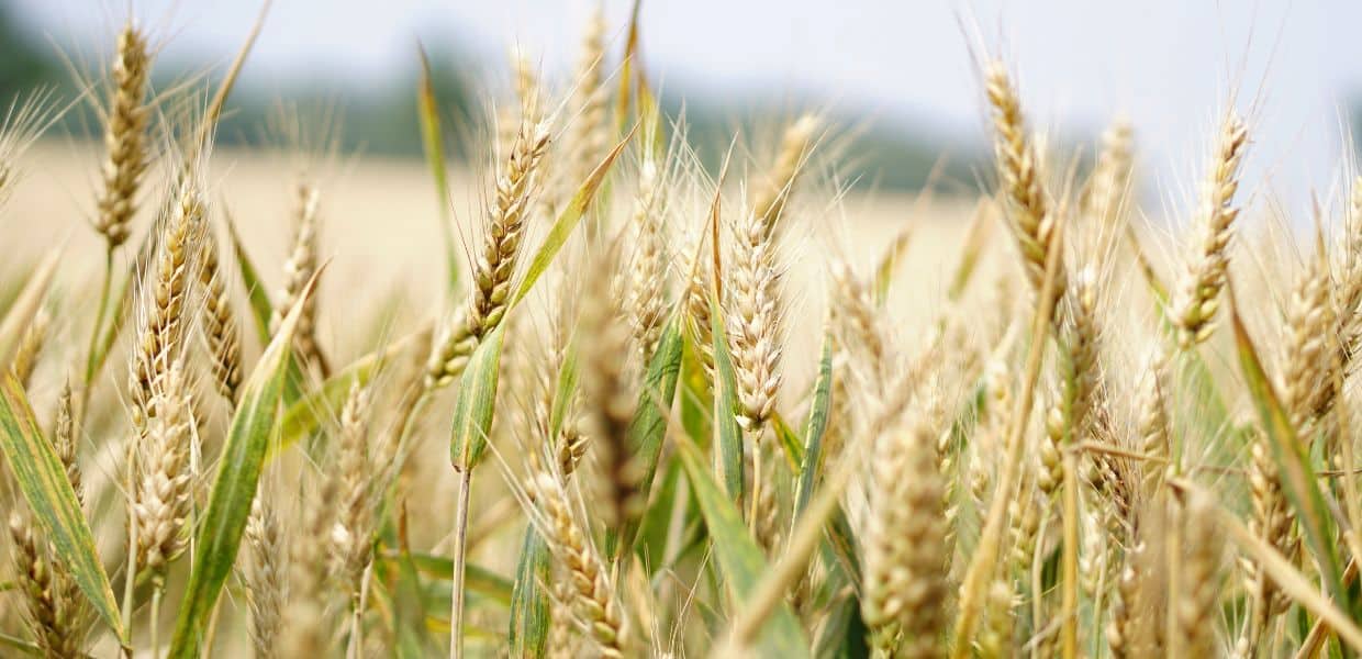 Grano, in Umbria produzione in crescita, ma prezzi in discesa