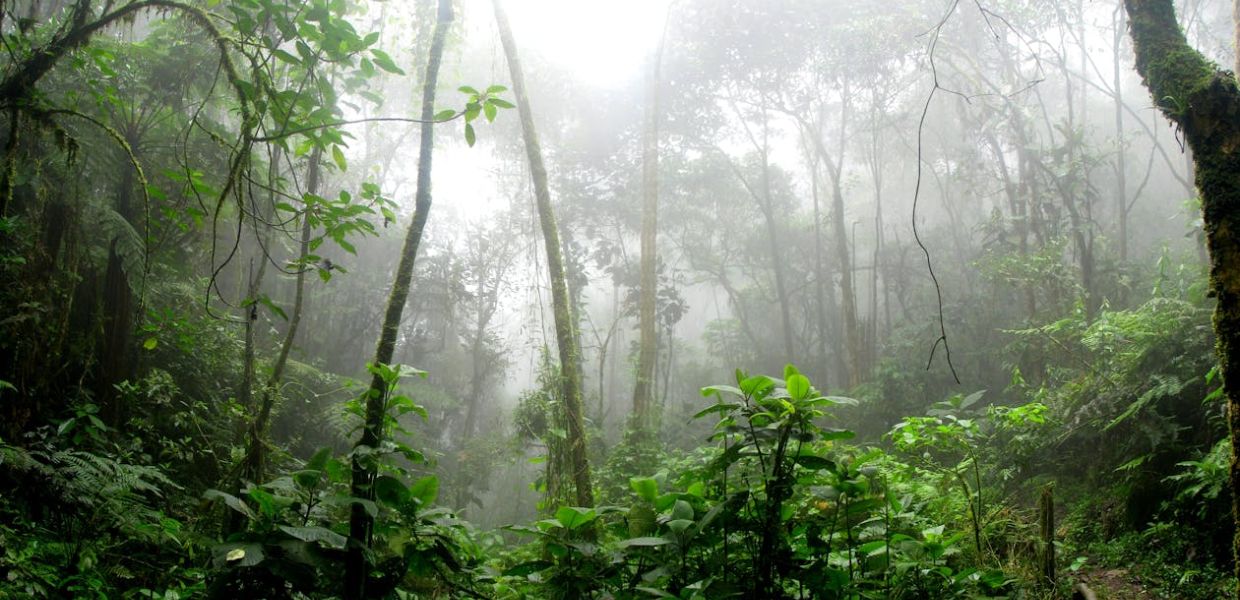 In Amazzonia gli alberi resistono ai cambiamenti climatici e continuano a crescere